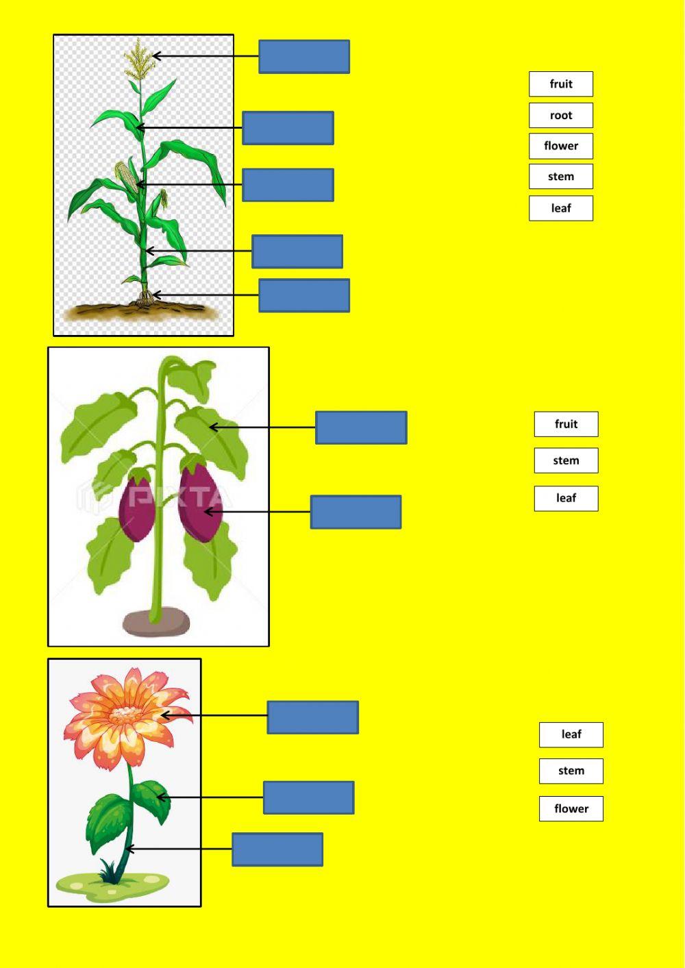 Know parts of plants