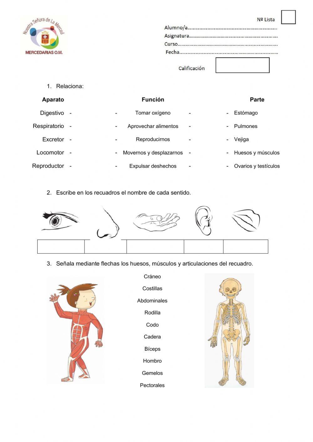 Evaluación Inicial Naturales 3º Primaria