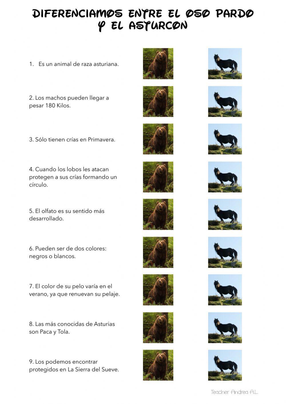 Asturcón u oso pardo