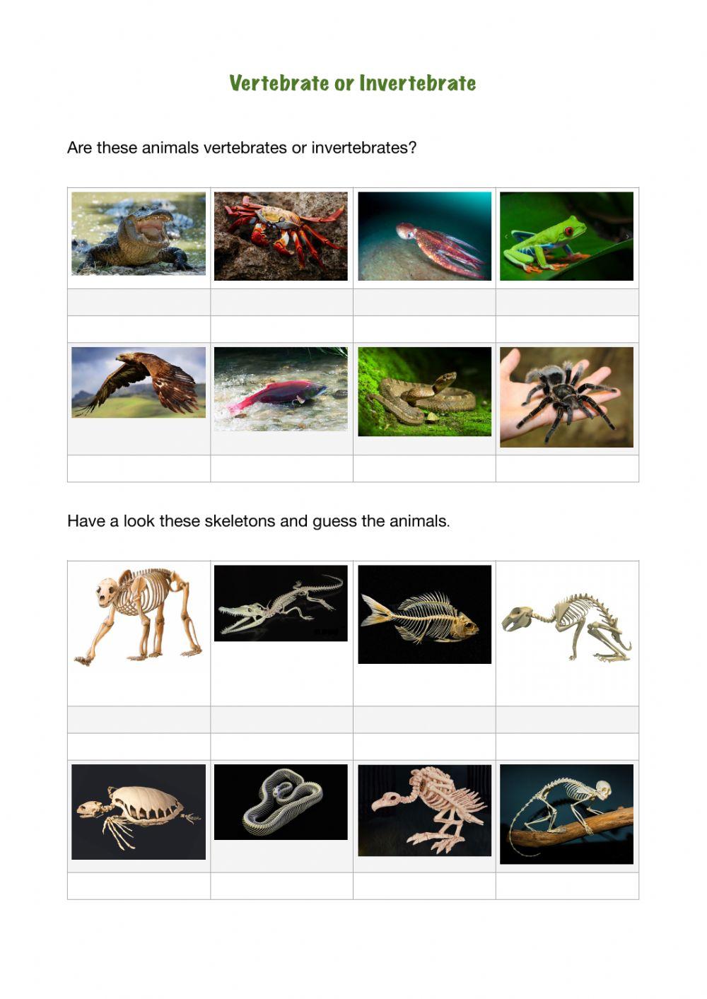Vertebrate and Invertebrate