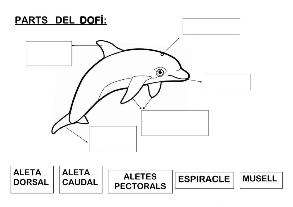 Les parts del dofí