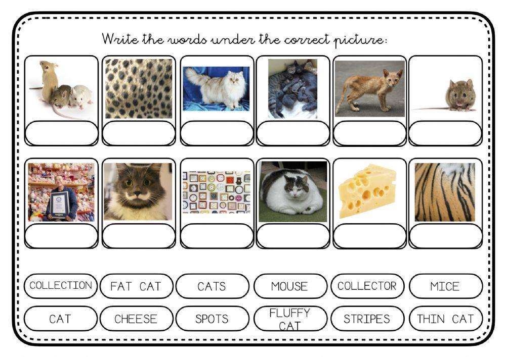 COLLECTING CATS - Vocabulary