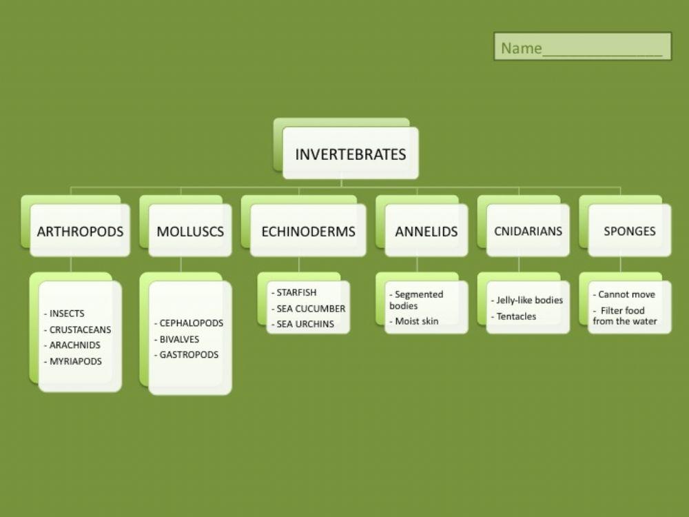 Unit 4 Invertebrates Scheme