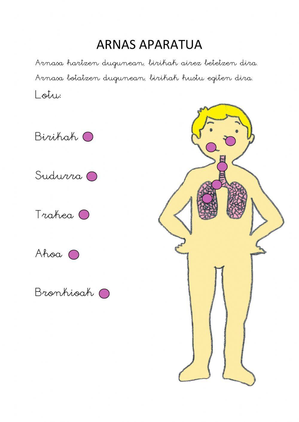 Arnas aparatua lotzeko