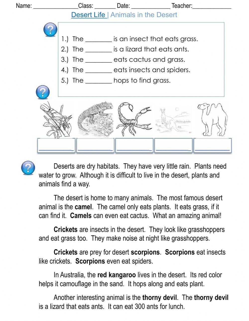 Desert Life - Animals in the Desert