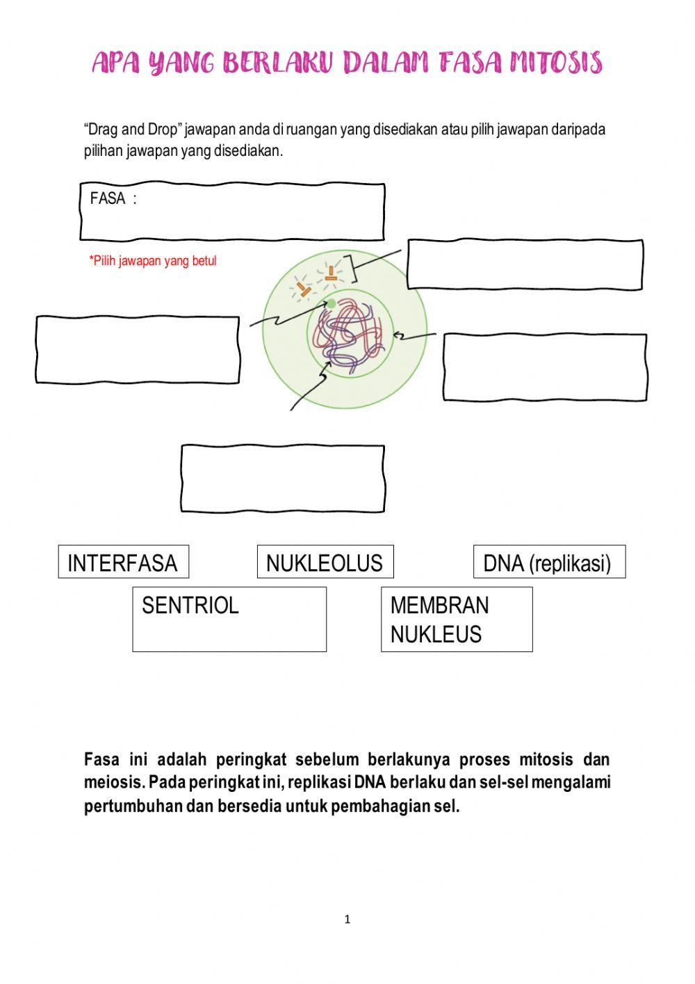 Fasa dalam Mitosis