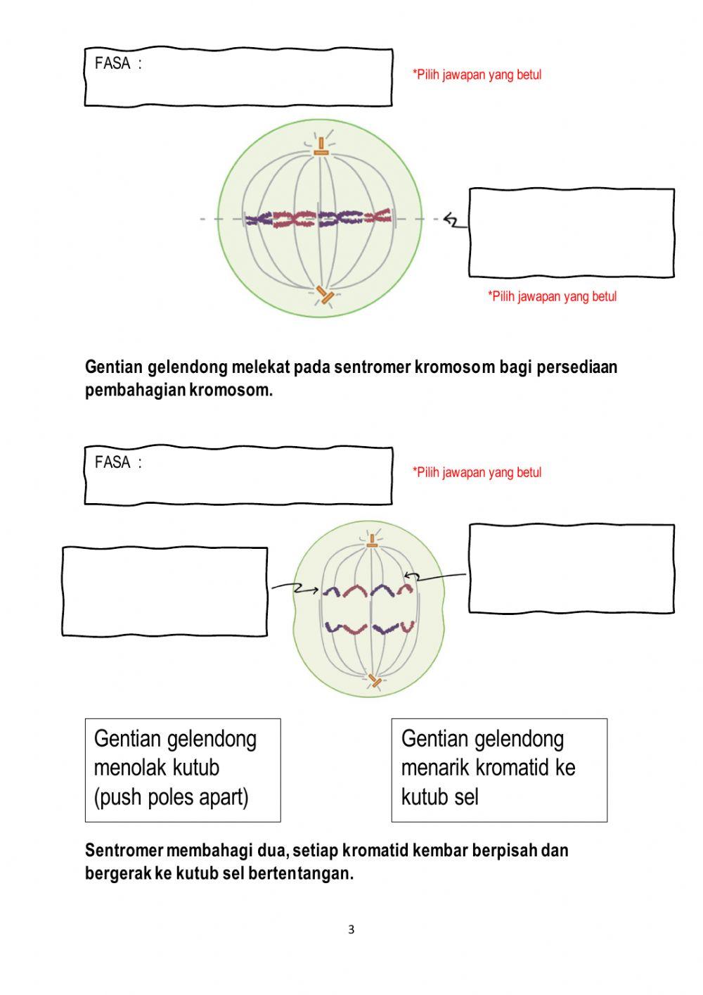 Fasa dalam Mitosis