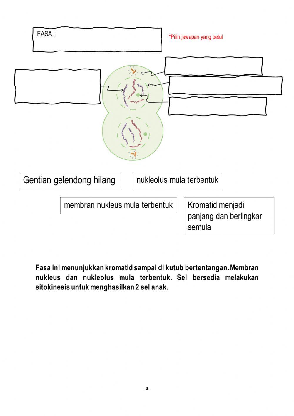 Fasa dalam Mitosis