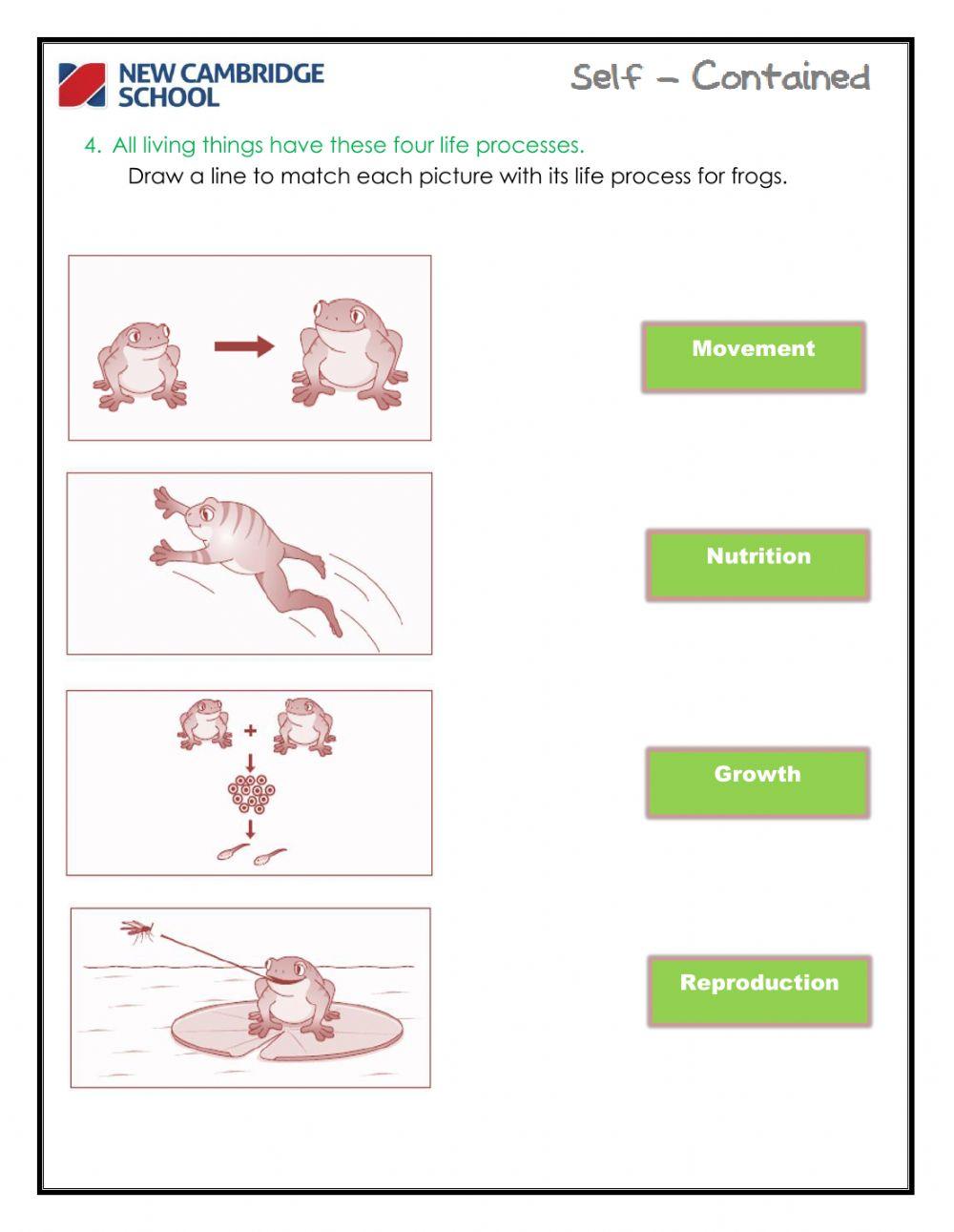 Life processes worksheet for grade 5 6 live worksheets 59 off