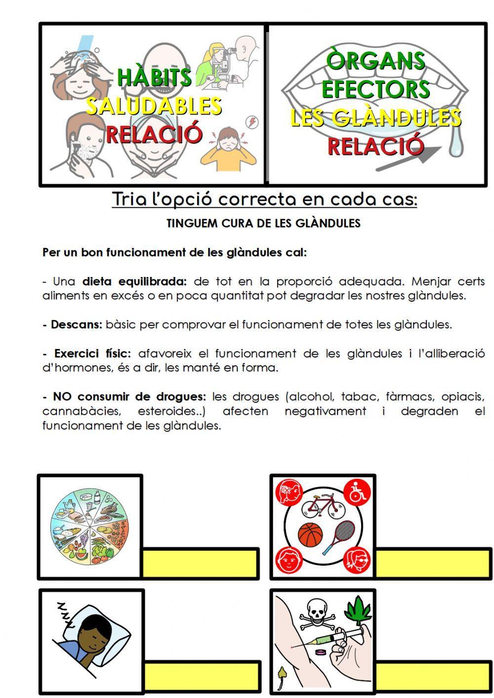 Hàbits saludables sistema endocrí