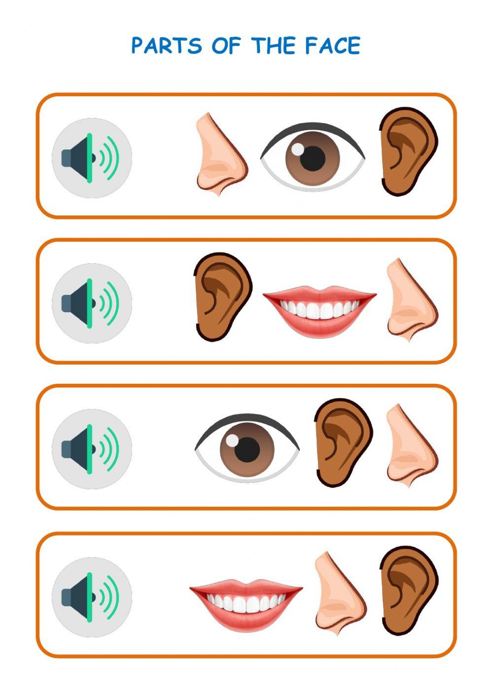 Parts of the face