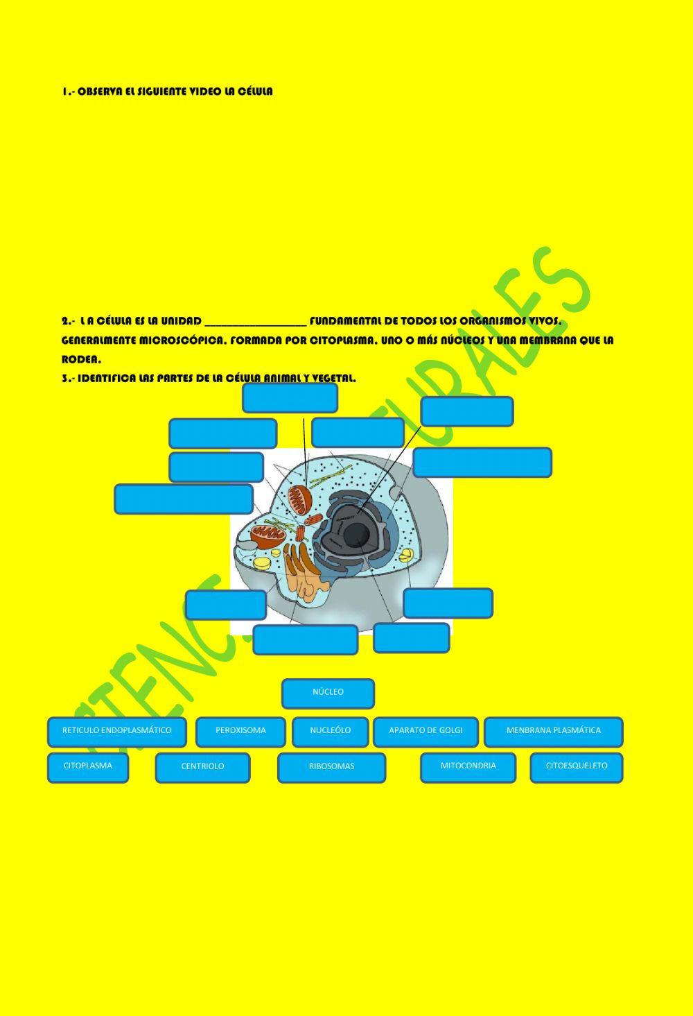 La célula unidad estructural y funcional