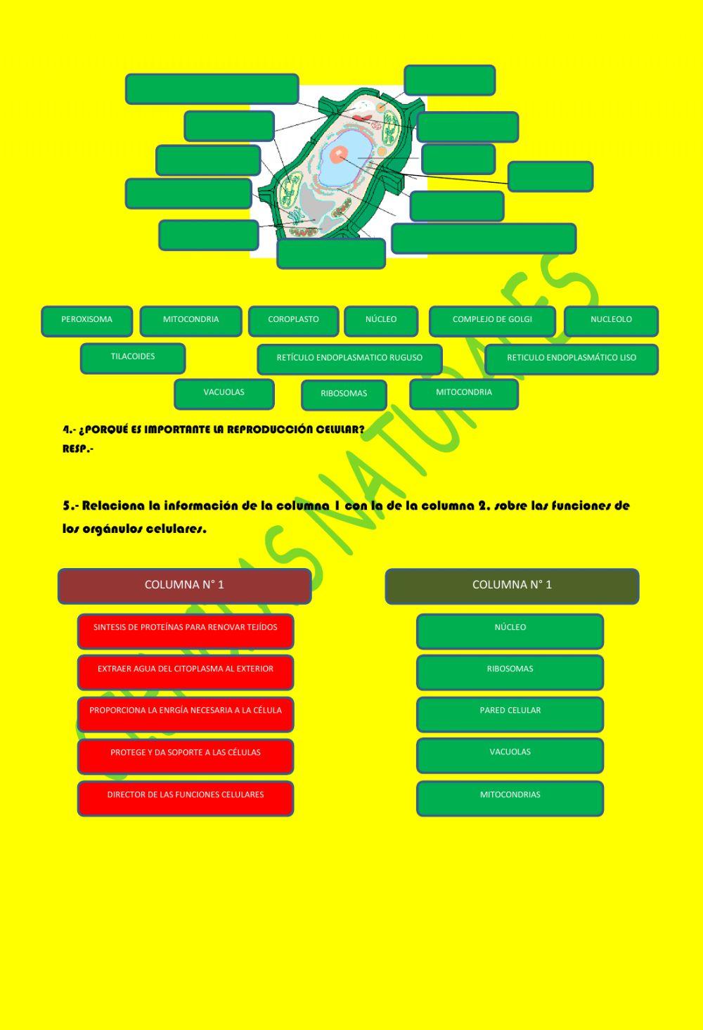 La célula unidad estructural y funcional