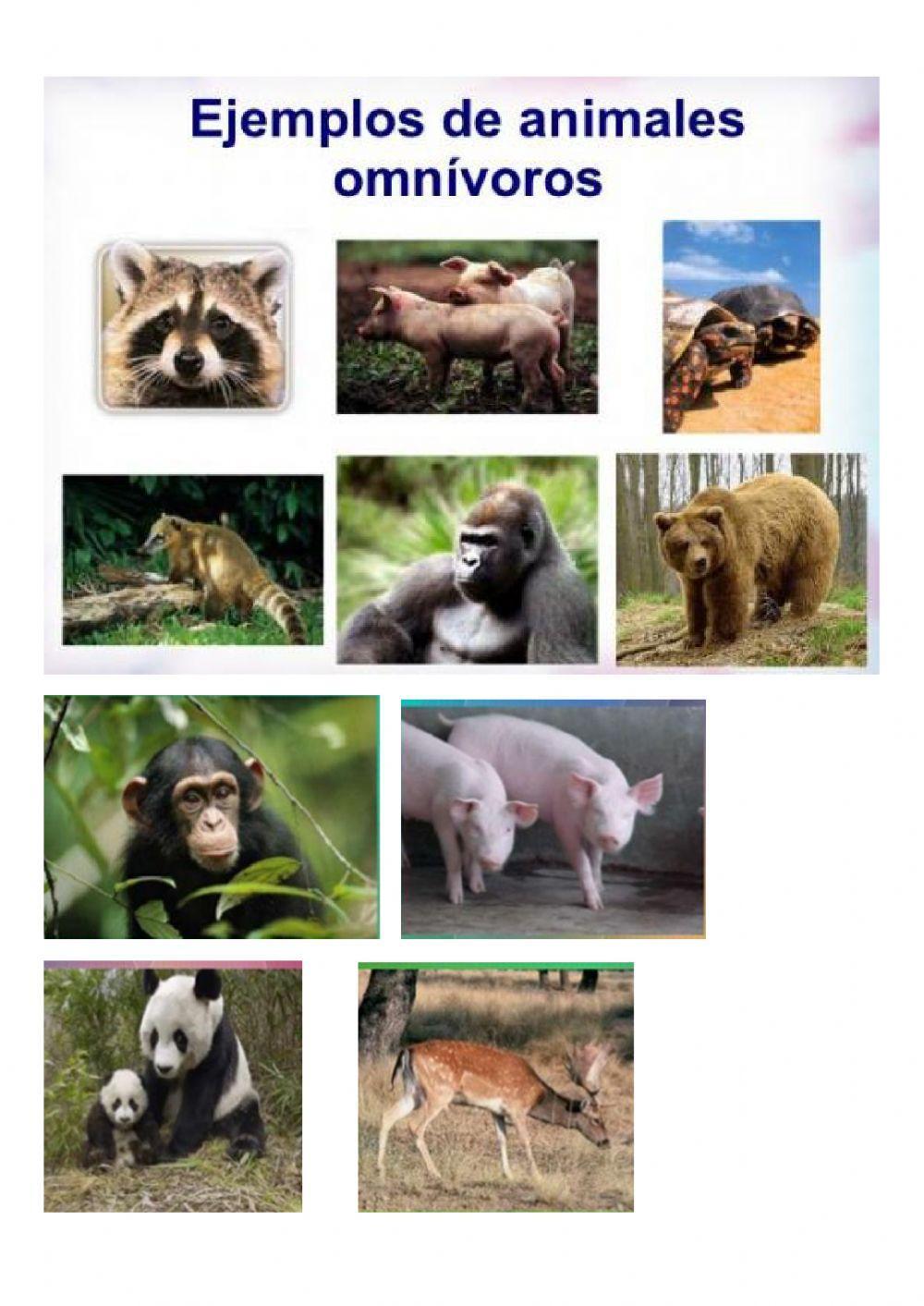 El reino animal. parte 1. animales vertebrados.