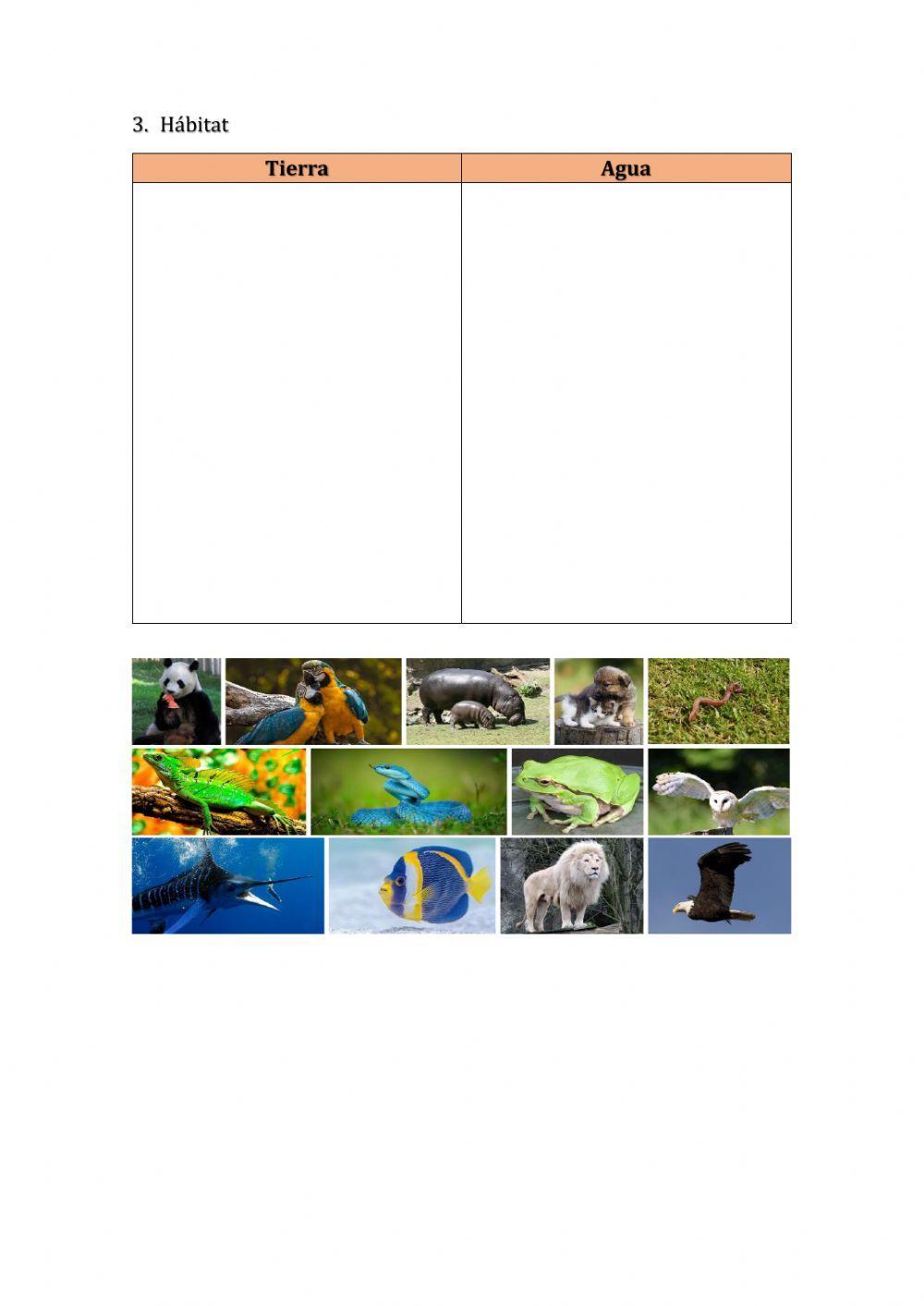 Clasificación de animales