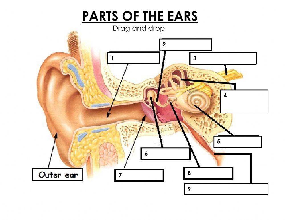 Parts Of The Ear Worksheet