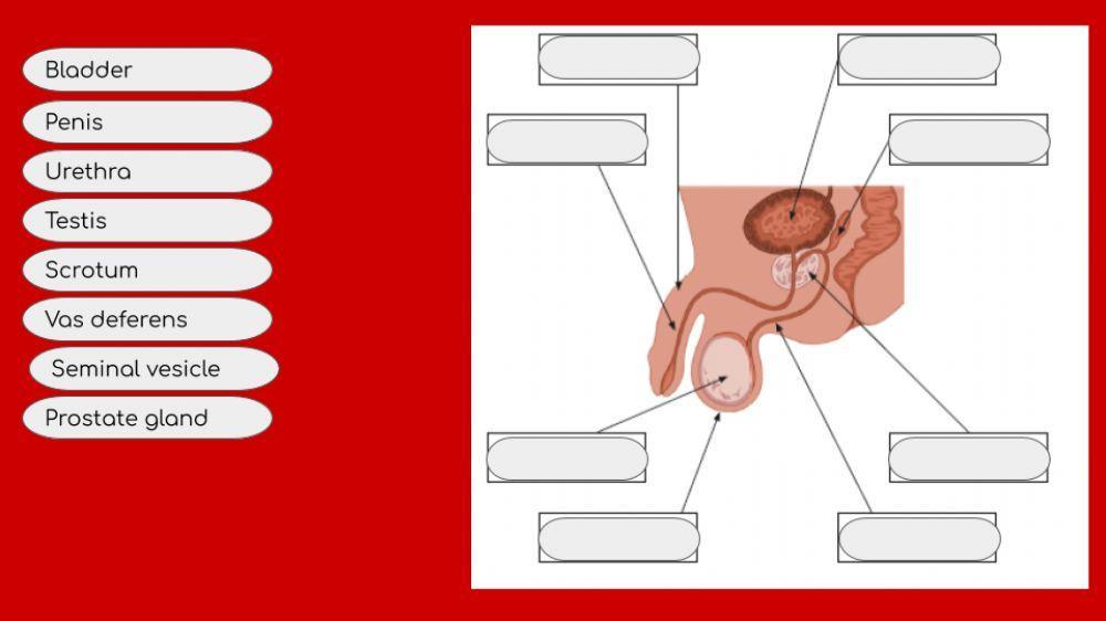 Male reproductive system interactive worksheet Live Worksheets