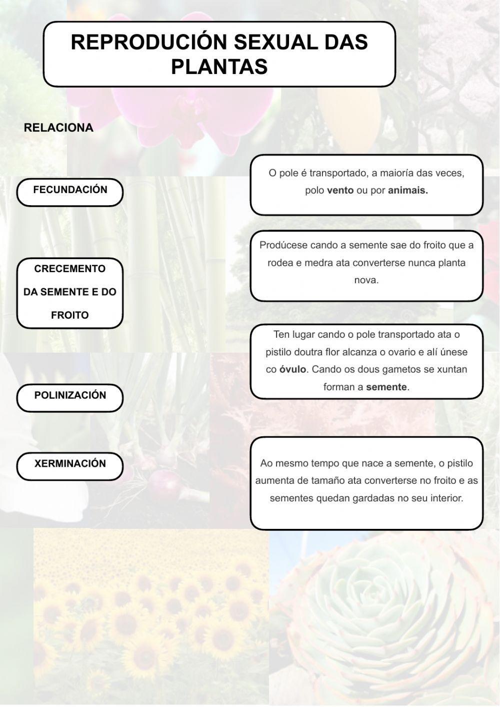 A reprodución sexual das plantas