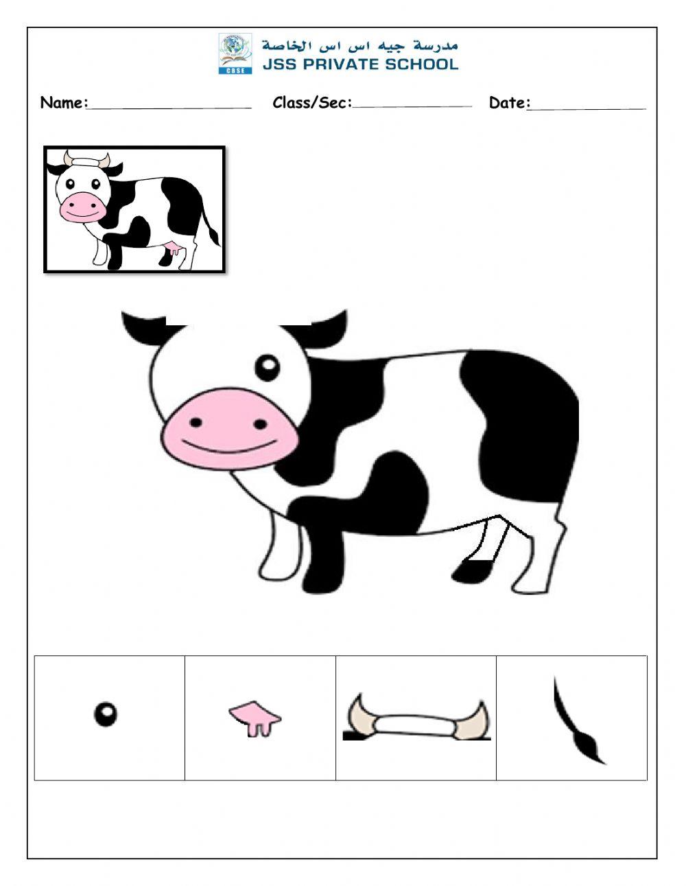 Match the body parts of cow