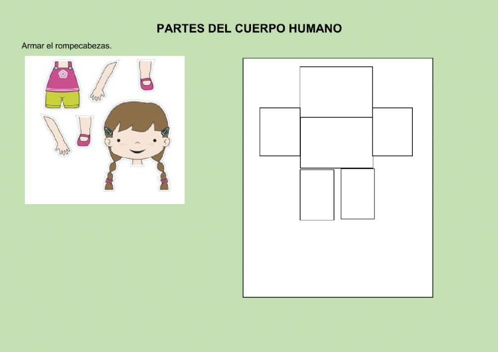 Partes del cuerpo humano