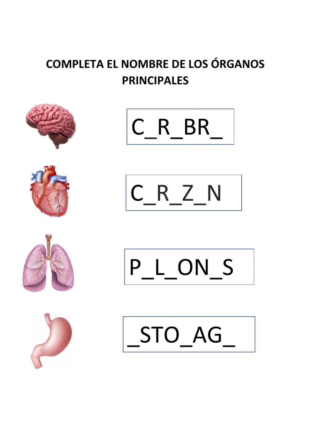 Órganos principales Órganos principales