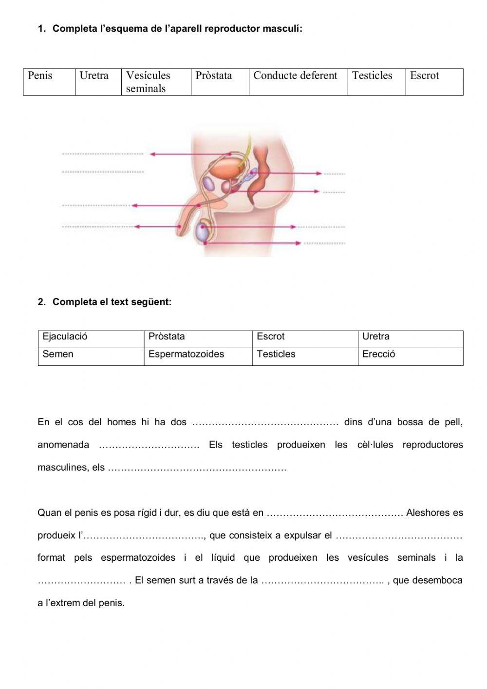 La pubertat. El cos canvia. Aparell reproductor masculí i femení