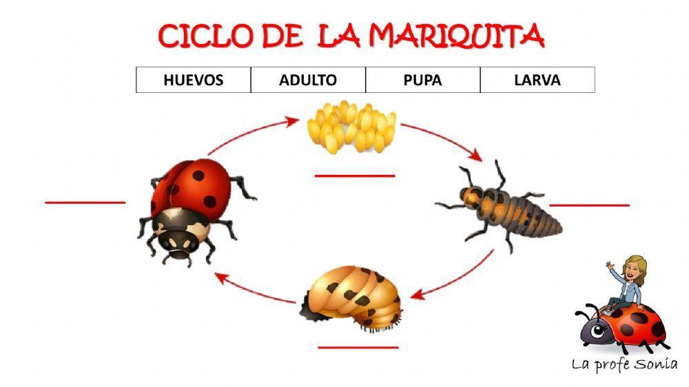 Ciclo de la mariquita