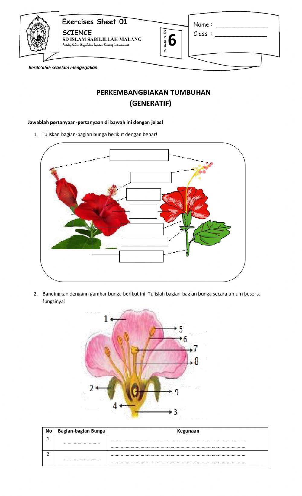 LK Perkembangbiakan Generatif pada Tumbuhan