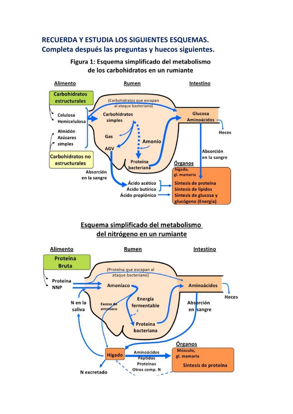 Aparato digestivo rumiantes