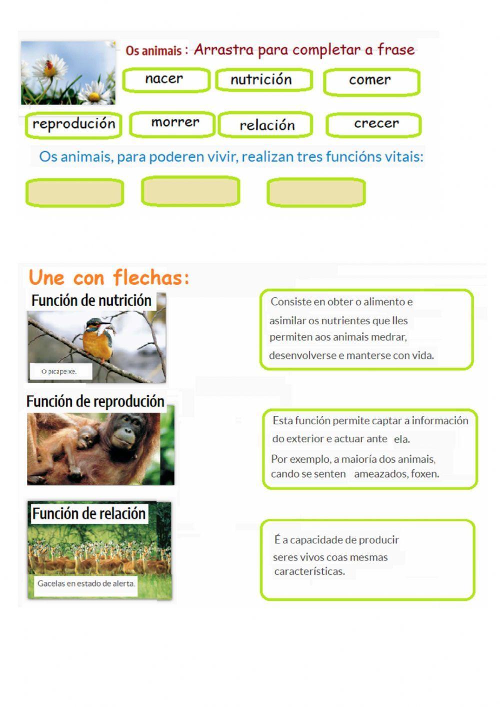 Animais Animais