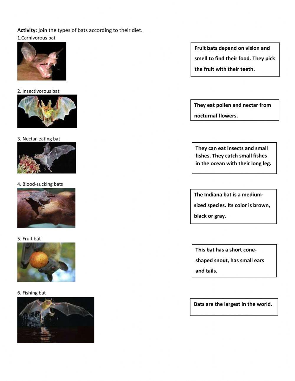 Mammals and bats