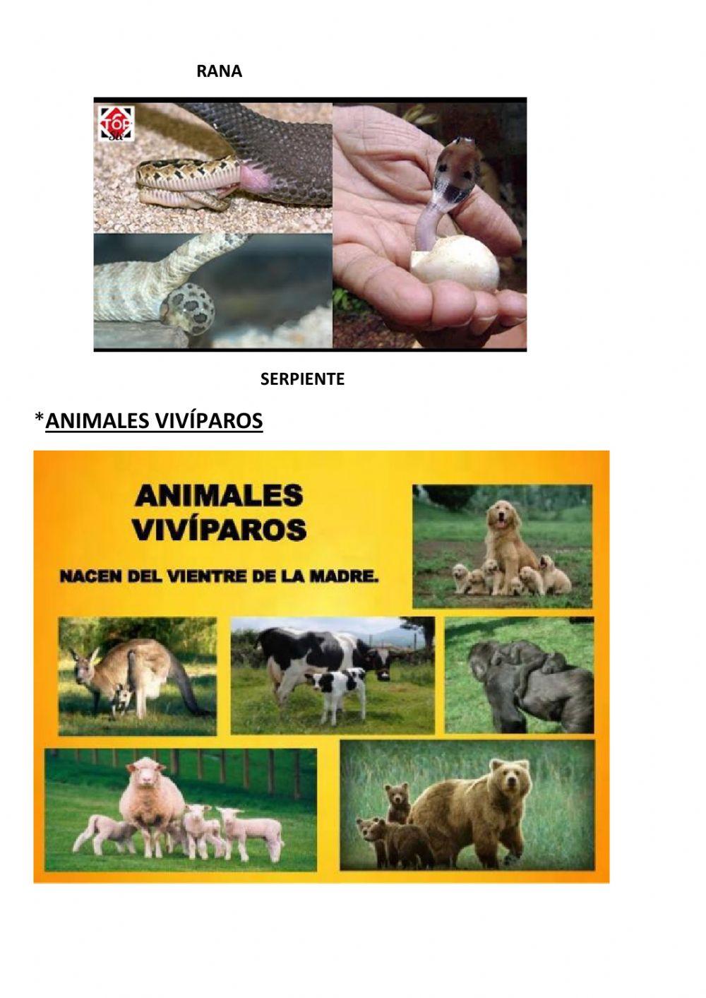 El reino animal .parte 2. desplazamiento. ovíparos y vivíparos