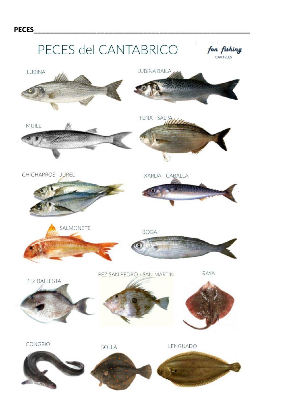 El reino animal. parte 3. peces, anfibios, reptiles y aves