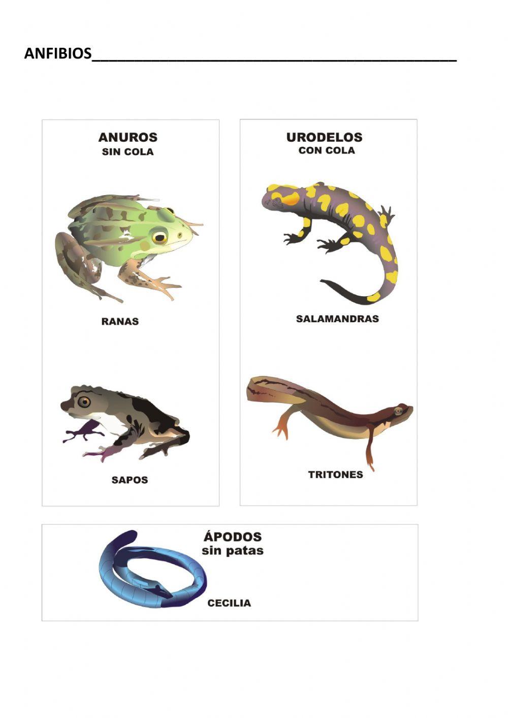 El reino animal. parte 3. peces, anfibios, reptiles y aves