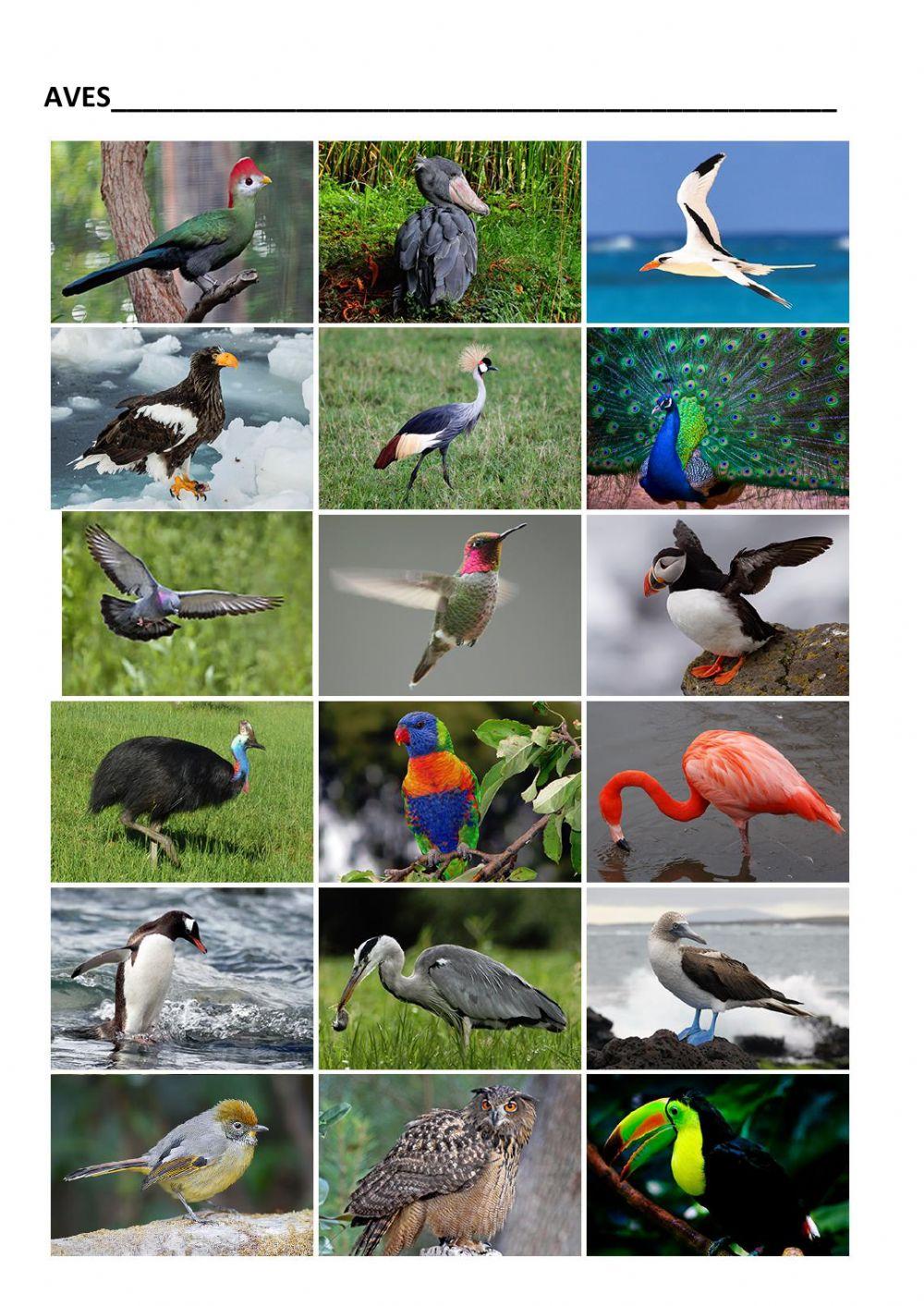 El reino animal. parte 3. peces, anfibios, reptiles y aves