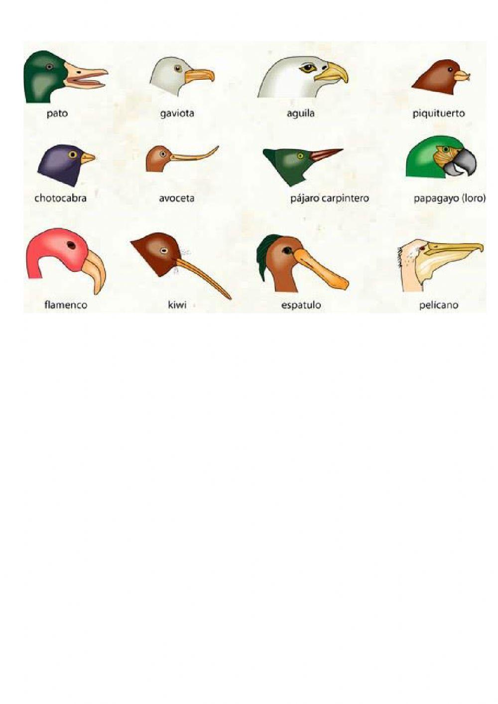 El reino animal. parte 3. peces, anfibios, reptiles y aves