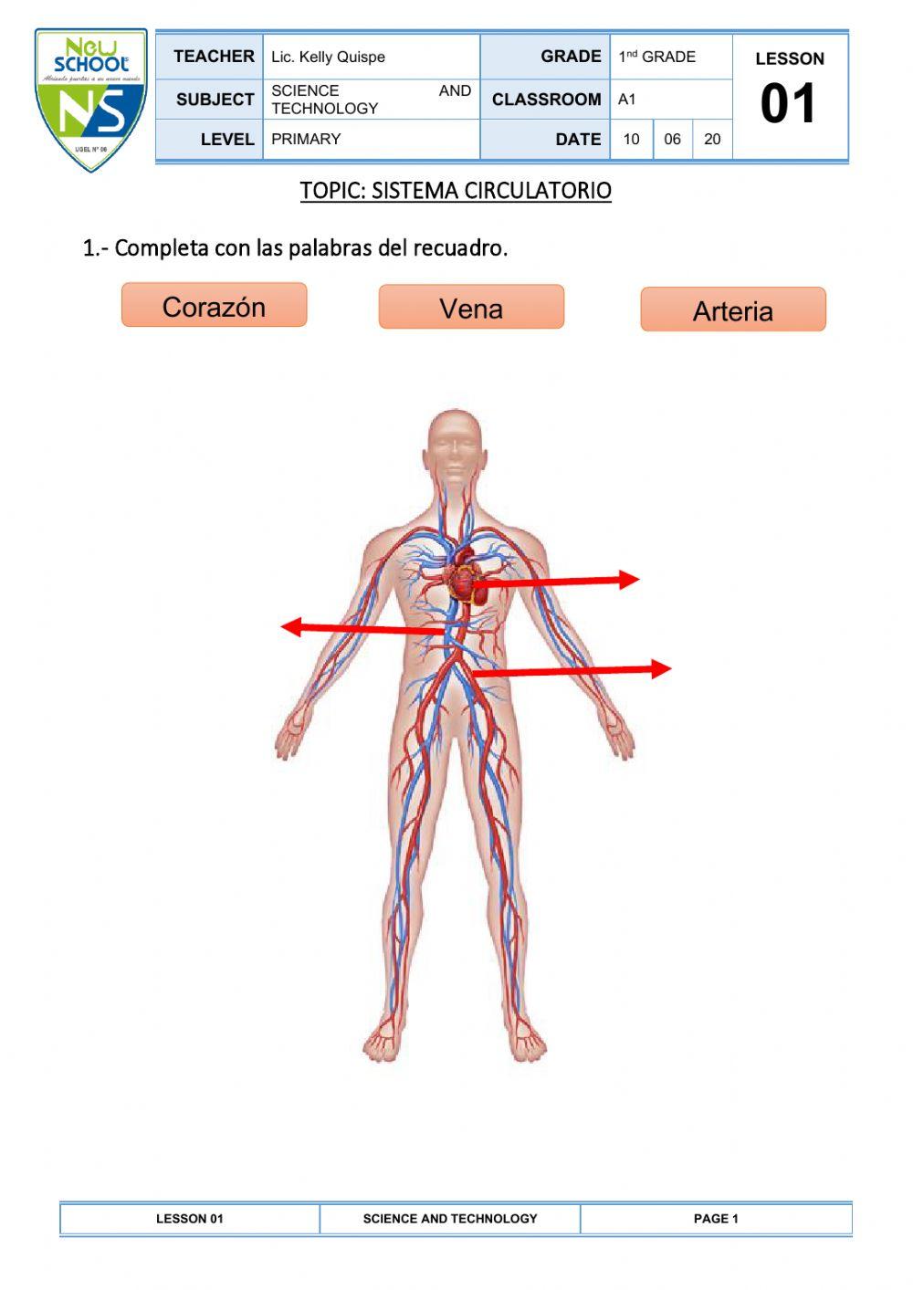 Sistema Circulatorio