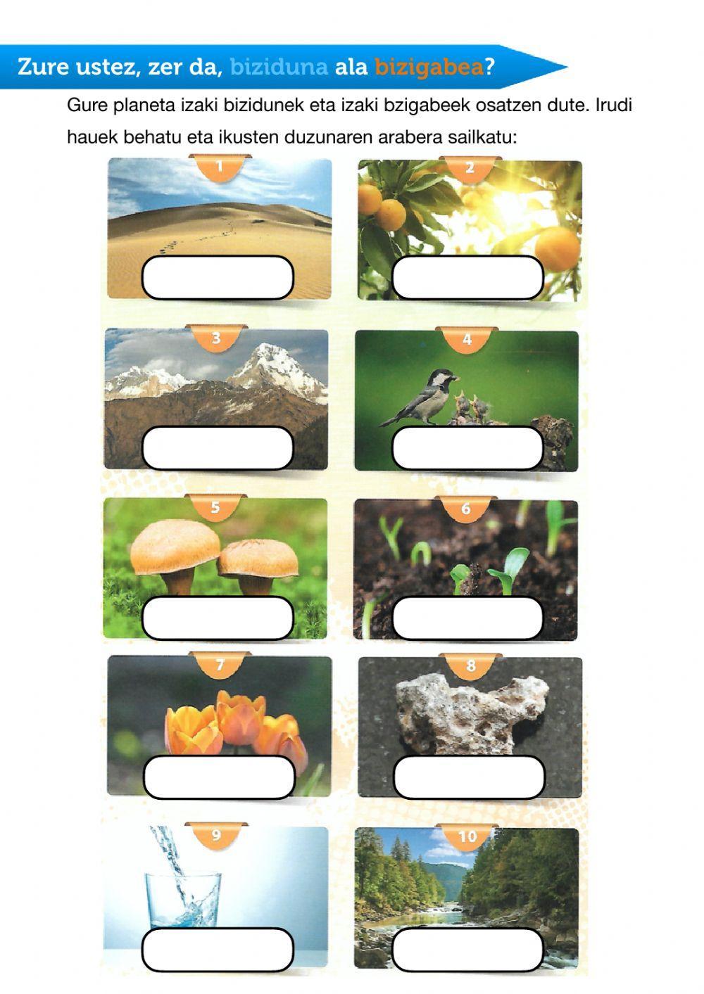 Izaki bizidunak eta bizigabeak