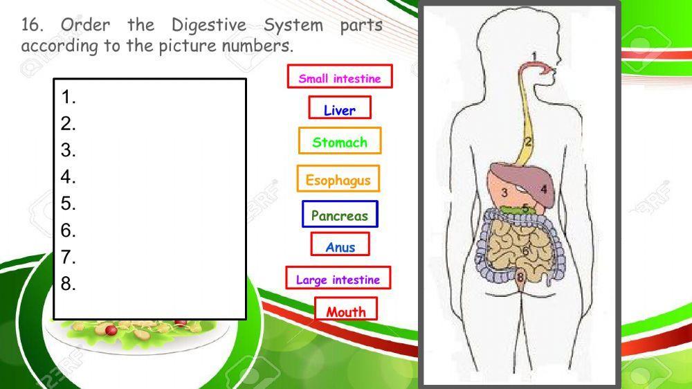 Digestive System quiz