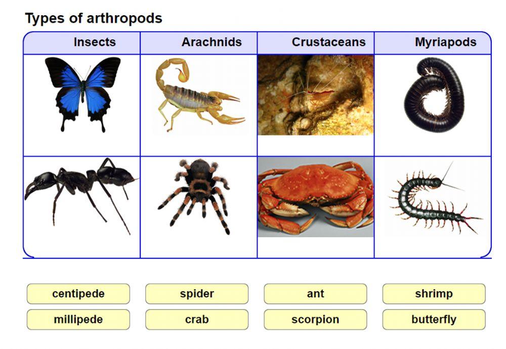 5799203 Classify These Arthropods Gemah 5799203 Classify These Arthropods Gemah