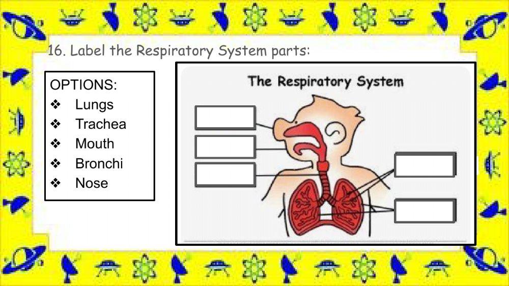 Respiratory System quiz