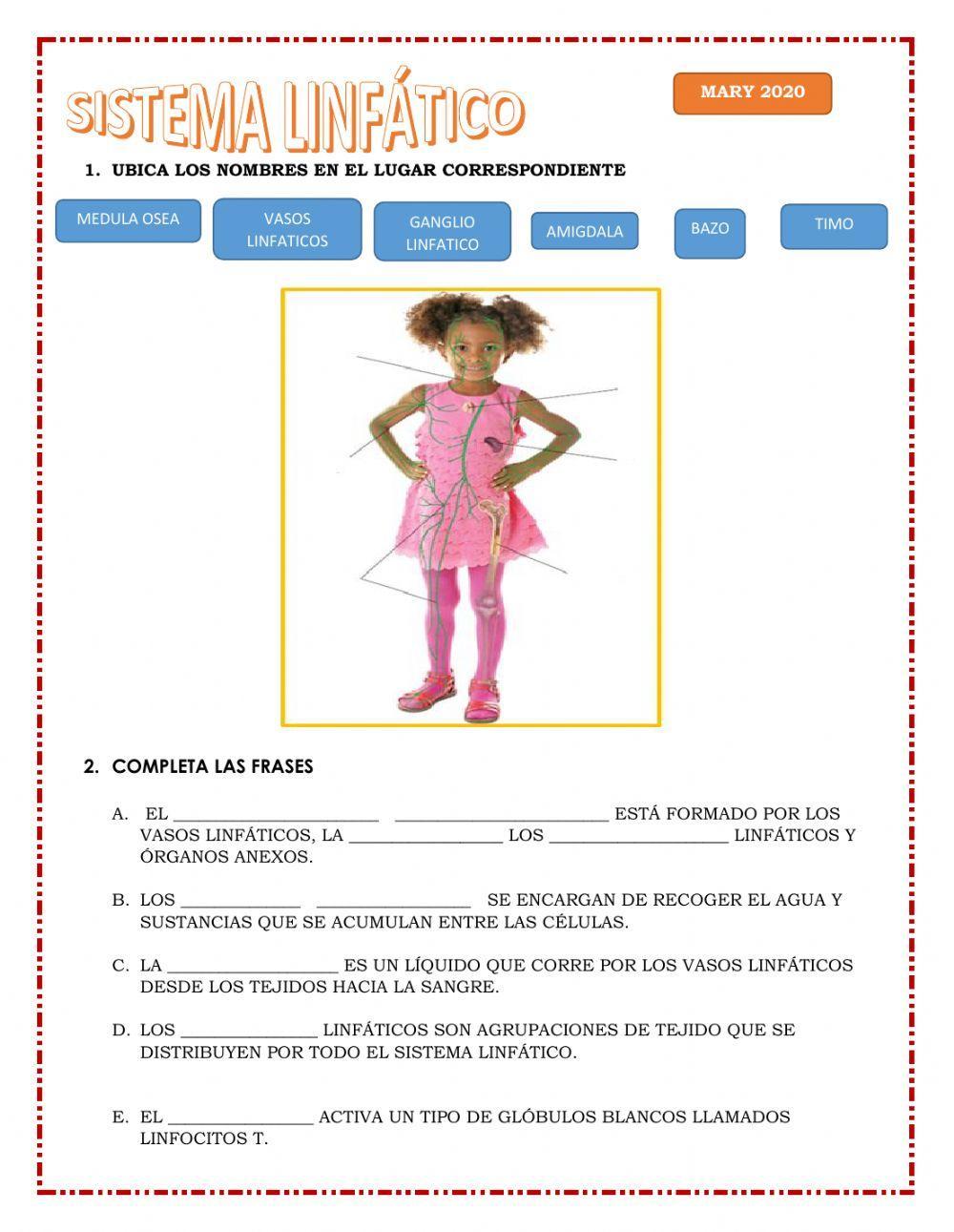 Sistema linfático 4