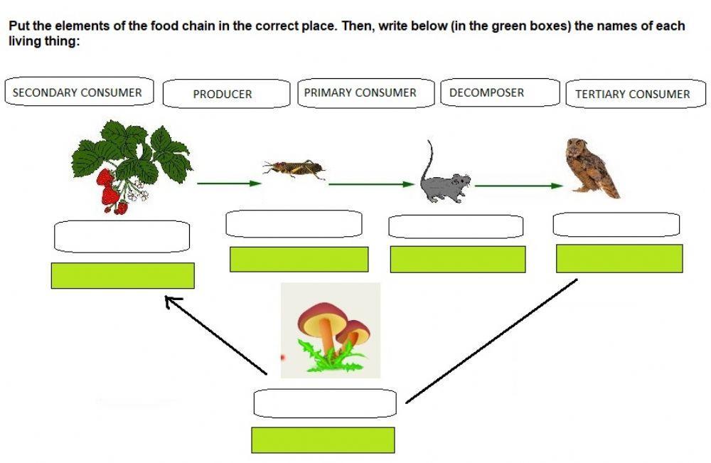 maestrasaritissima Biology Diagrams