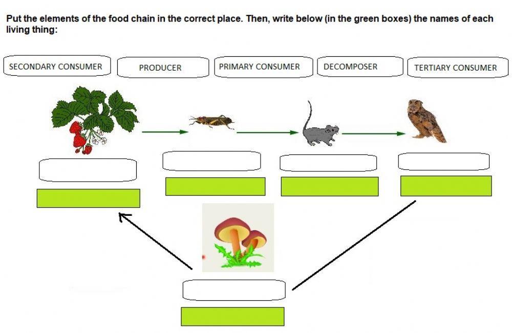 Food chains