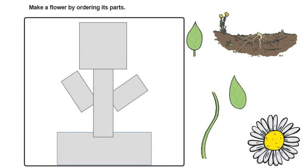Parts of the plant