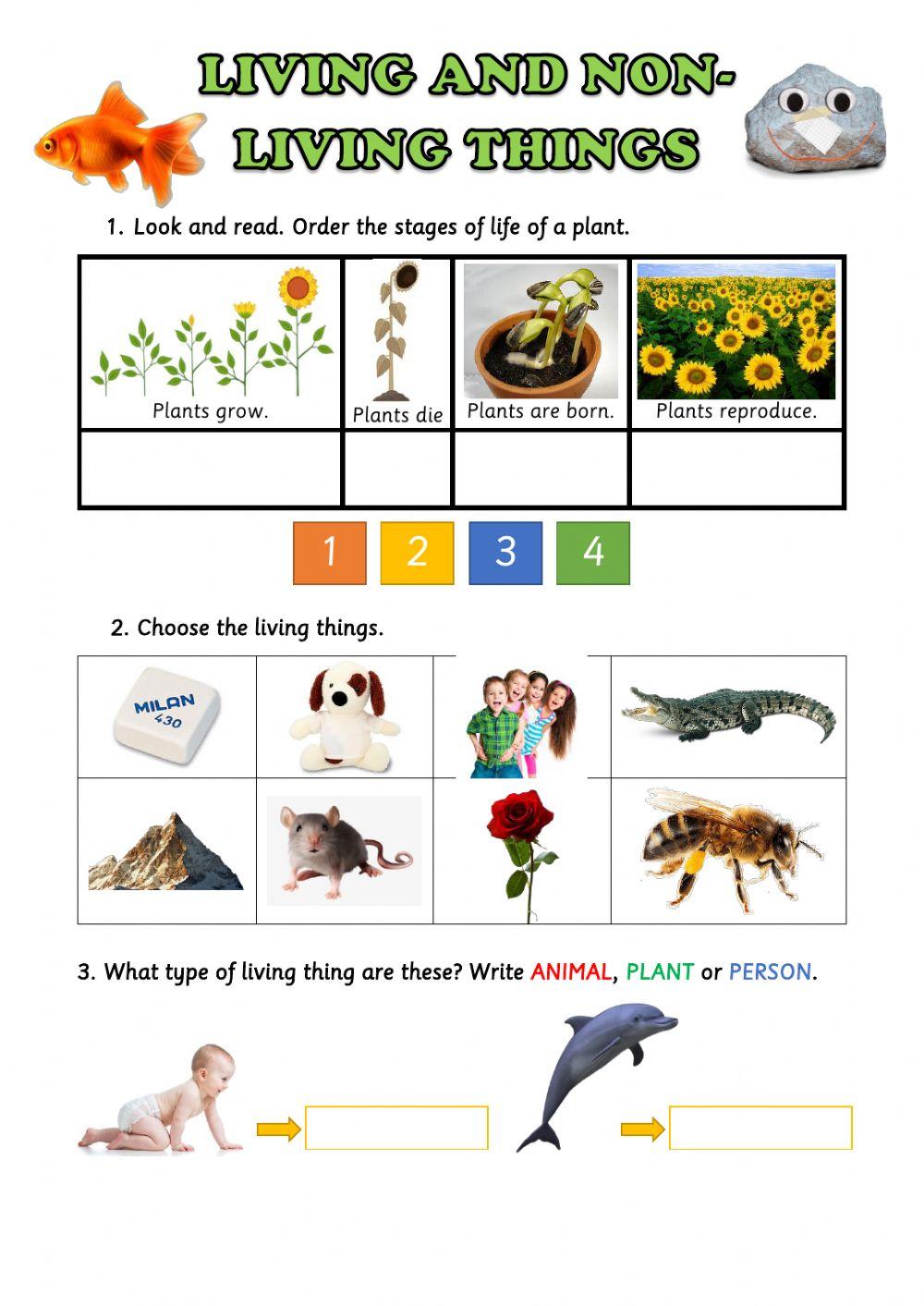 Living NonLiving Things 1G Worksheet Live Worksheets