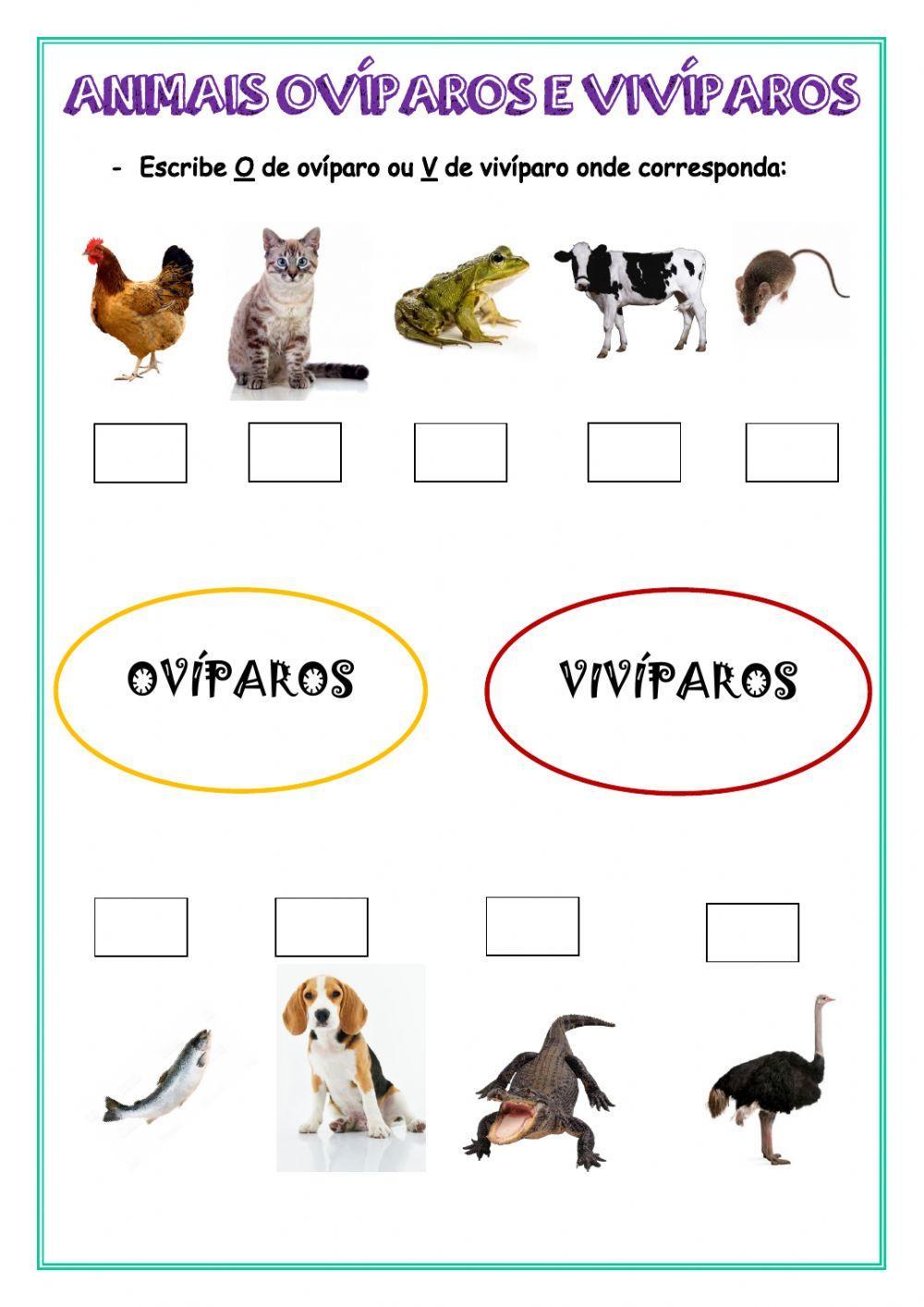 Ovíparos e vivíparos Ovíparos e vivíparos