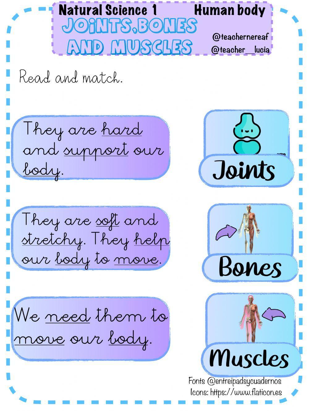 Human body: bones, muscles and joins