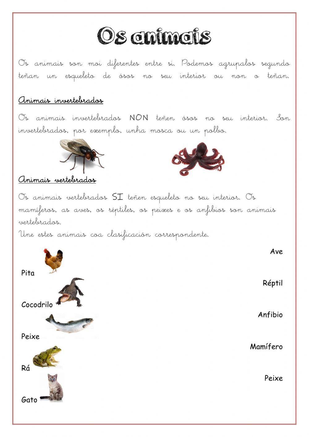 Vertebrados e Invertebrados Vertebrados e Invertebrados