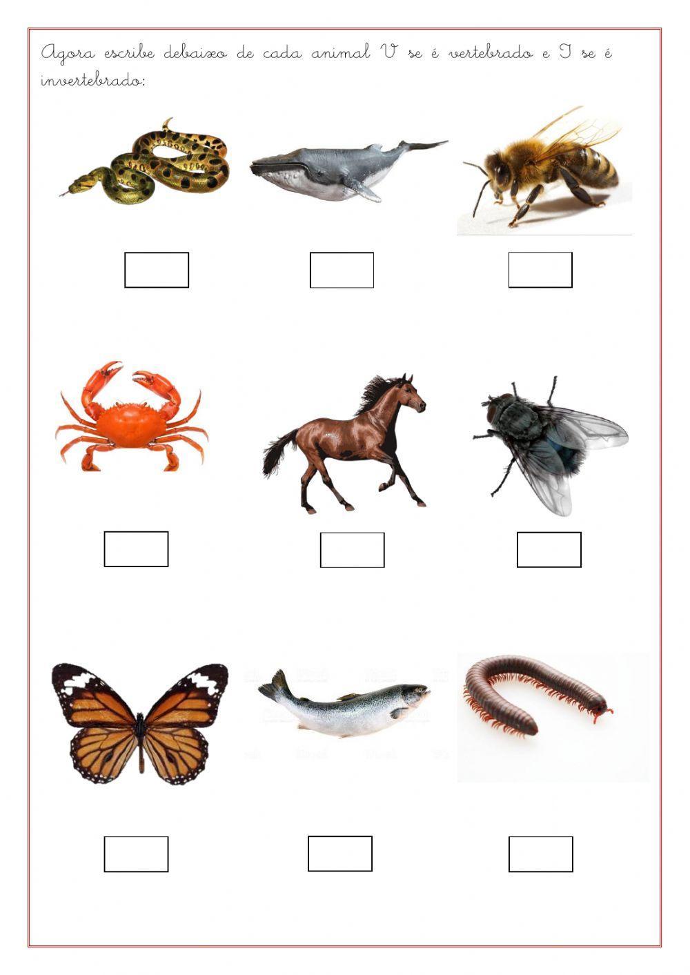 Vertebrados e Invertebrados Vertebrados e Invertebrados